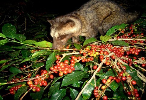 野性のコピルアク