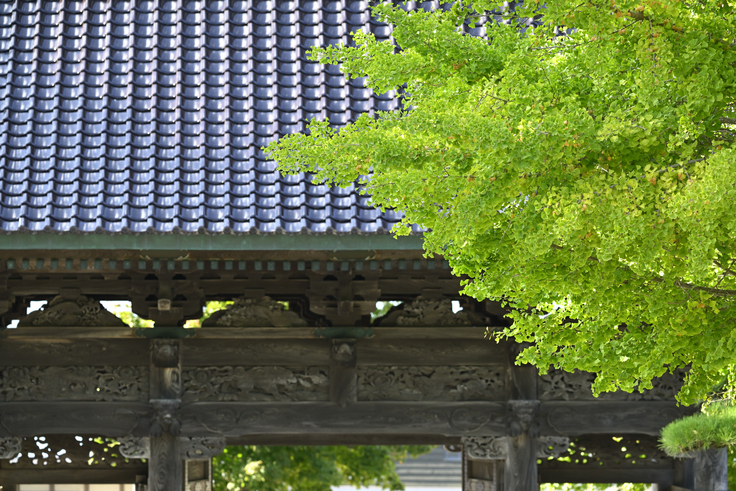 境内の大銀杏が今年も豊作