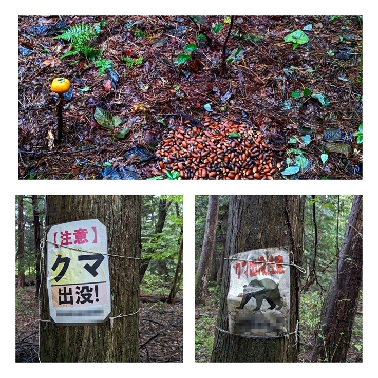 栃木県にクマどめどんぐりを クマと森を守り隊！どんぐりすてーしょん