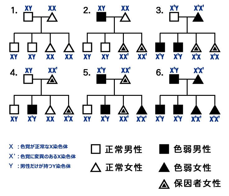 色覚多様性が遺伝する6種類のパターン図