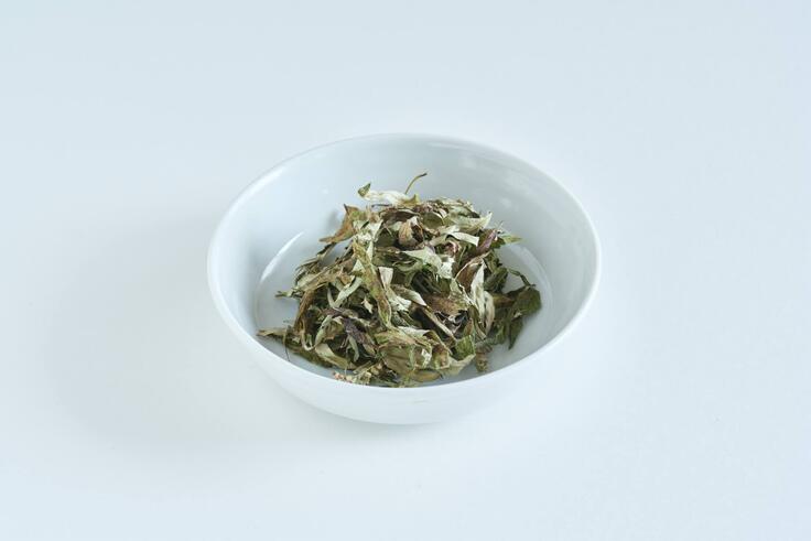 伊吹山のヨモギ