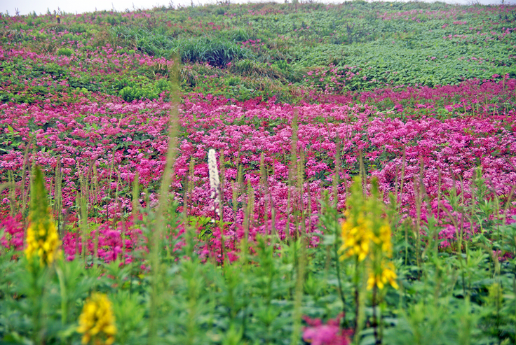 かつての伊吹山の風景