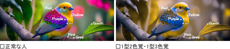 正常な人と色覚多様性者2型の人との見え方