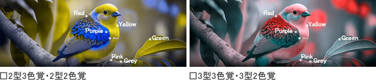 色覚多様性者の2型の人と3型の人の見え方画像