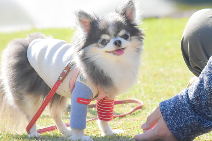 ありがとうございます(⁎ᴗ͈ˬᴗ͈⁎) 心臓病に苦しむ愛犬『ヒメ』の手術