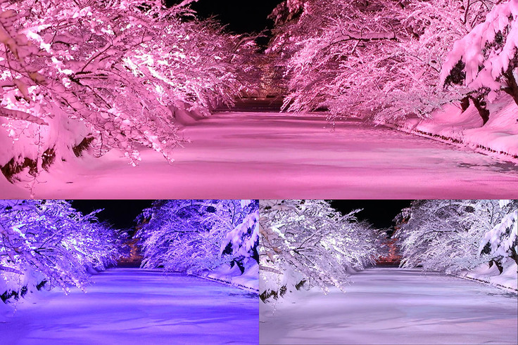 今年予定する色