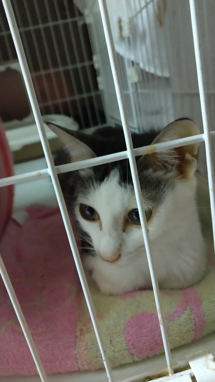 今日のソルトです