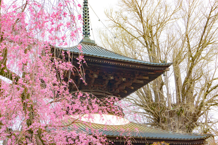 梅花色づく境内