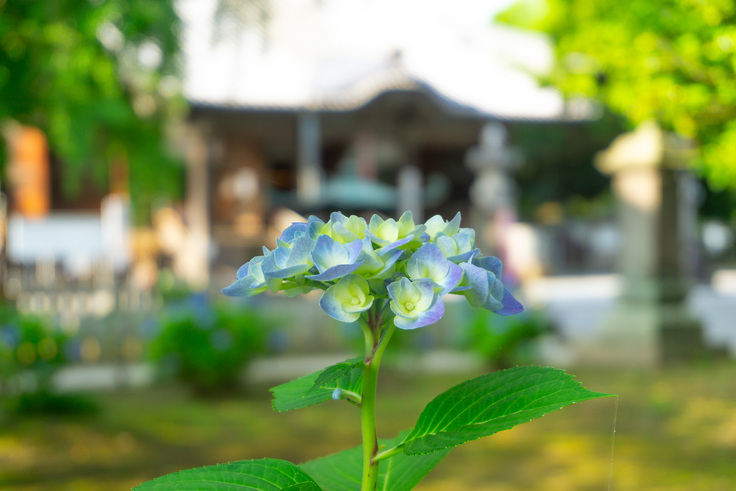 紫陽花と本堂