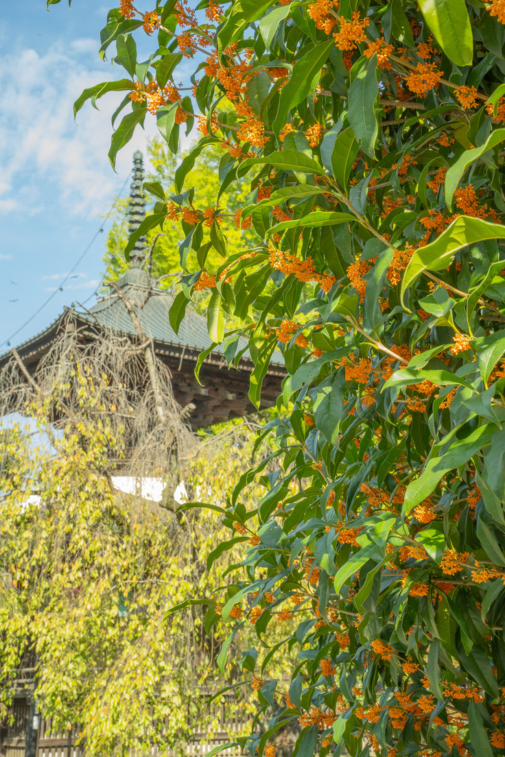 金木犀香る境内