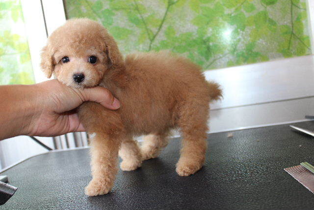 生後2週間のペロ