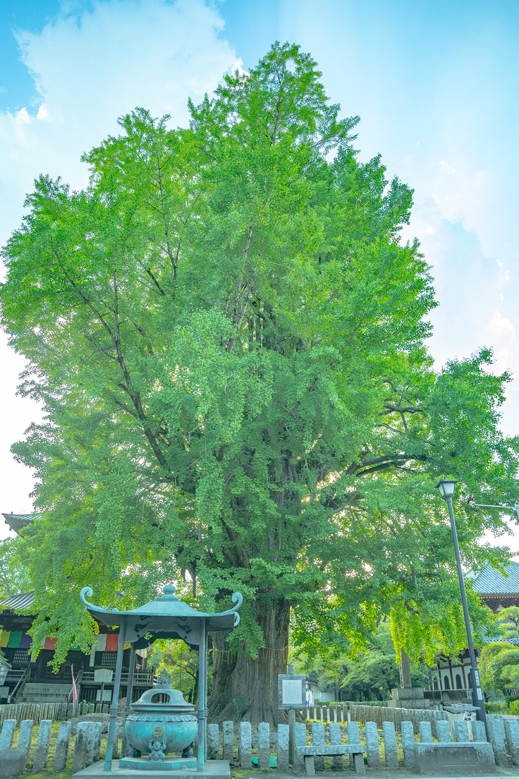 樹齢600年の大銀杏（天然記念物）