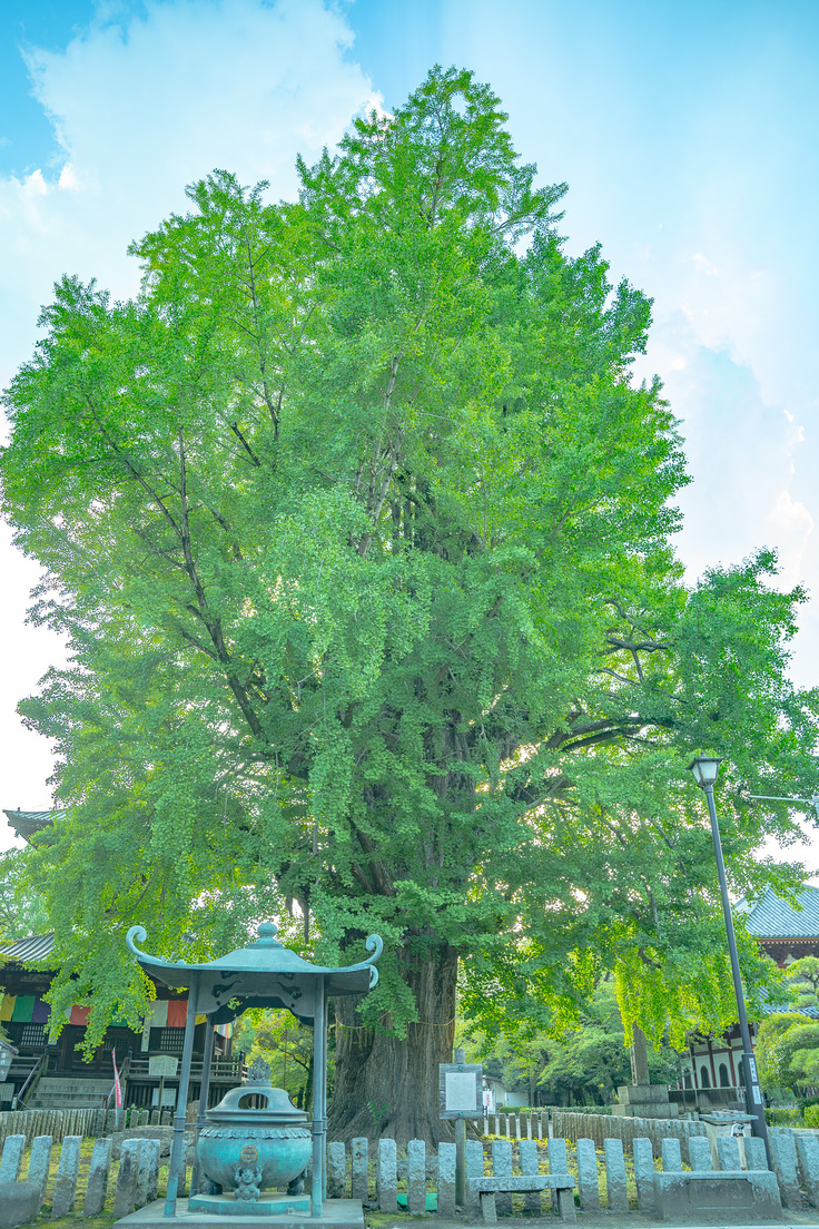 樹齢600年の大銀杏（天然記念物）