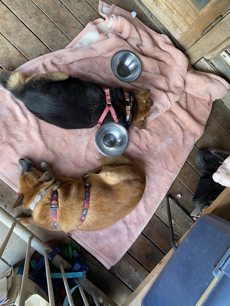 道路が混んでぐったりのチョコと凛.こんなに離れていたことはなかった。とっても素敵な子に成長してくれました。