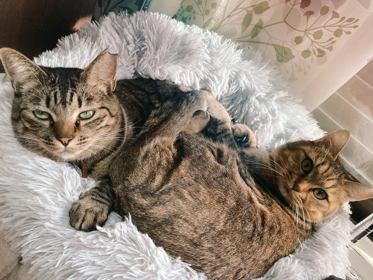 別々のところから来た二匹。今ではとっても仲良し