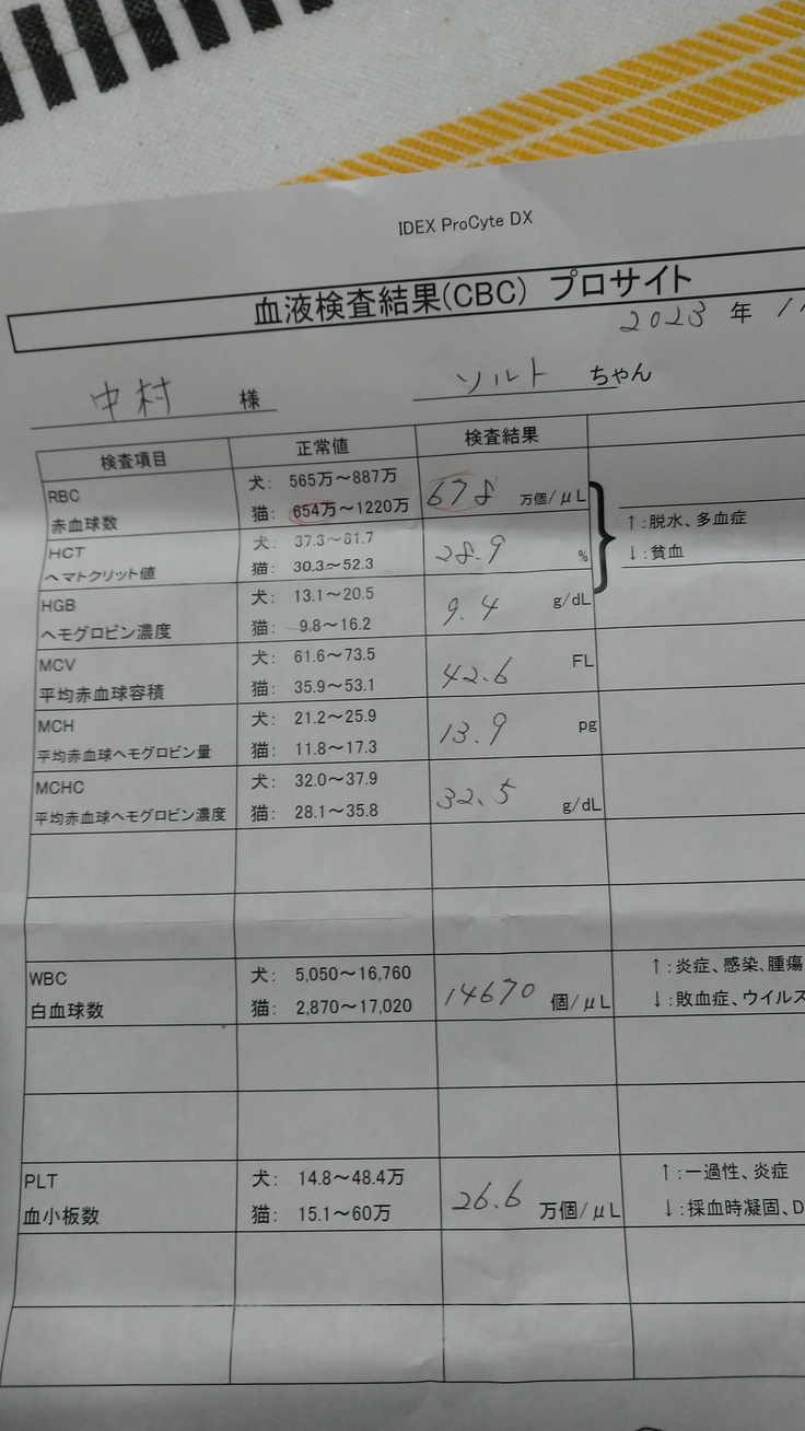 血液検査の結果です