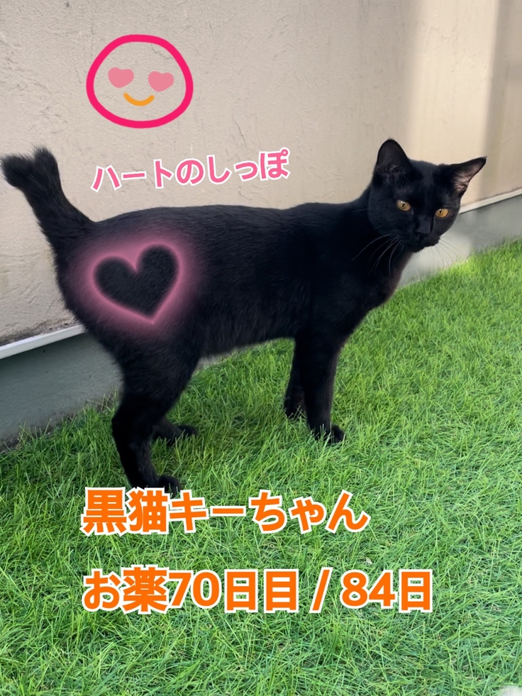 キーちゃん、投薬70日目になりました 白血病の黒猫キーちゃんにFIPの ...