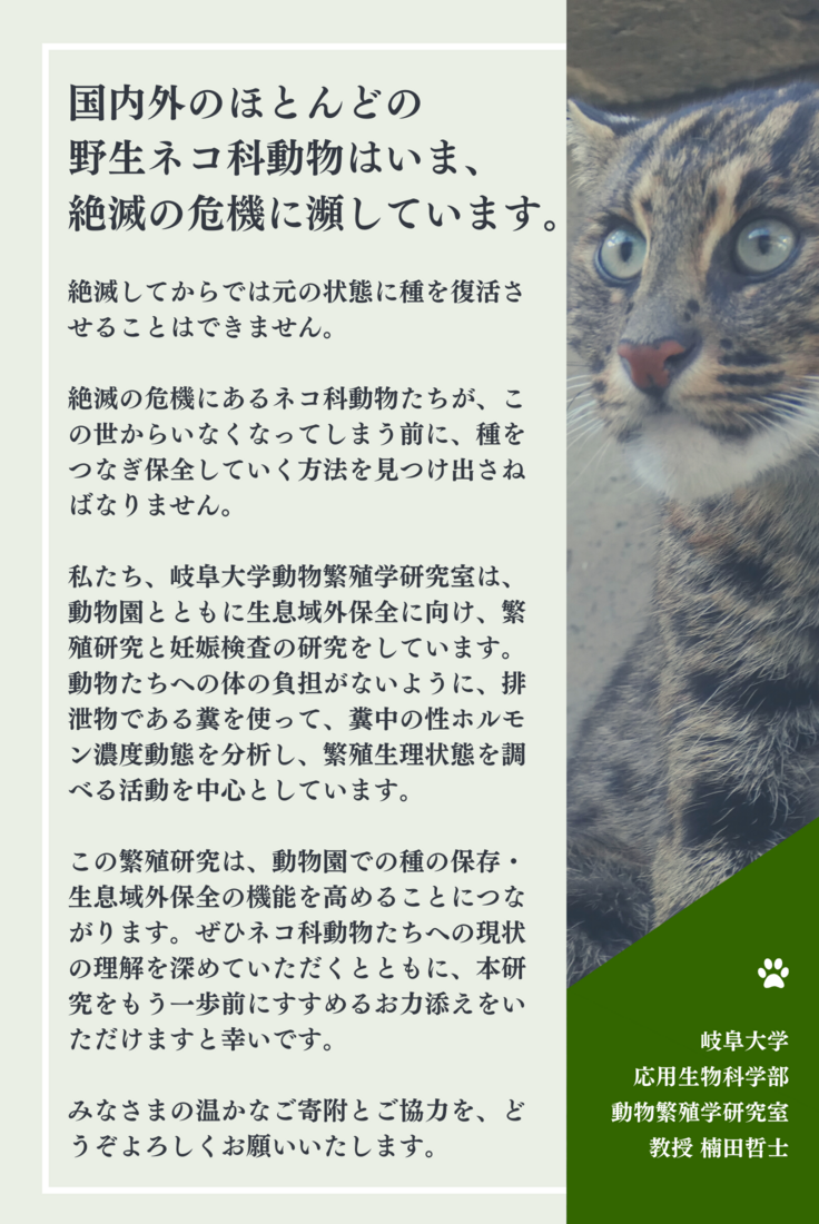 ネコ科動物の未来を拓く！動物園との繁殖研究・妊娠検査で保全に繋げる