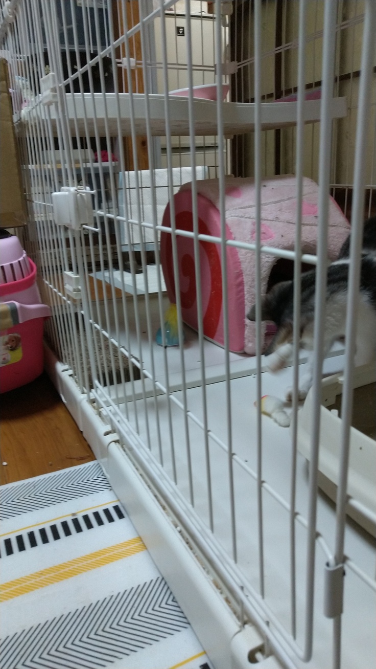 おもちゃで遊ぶソルトです