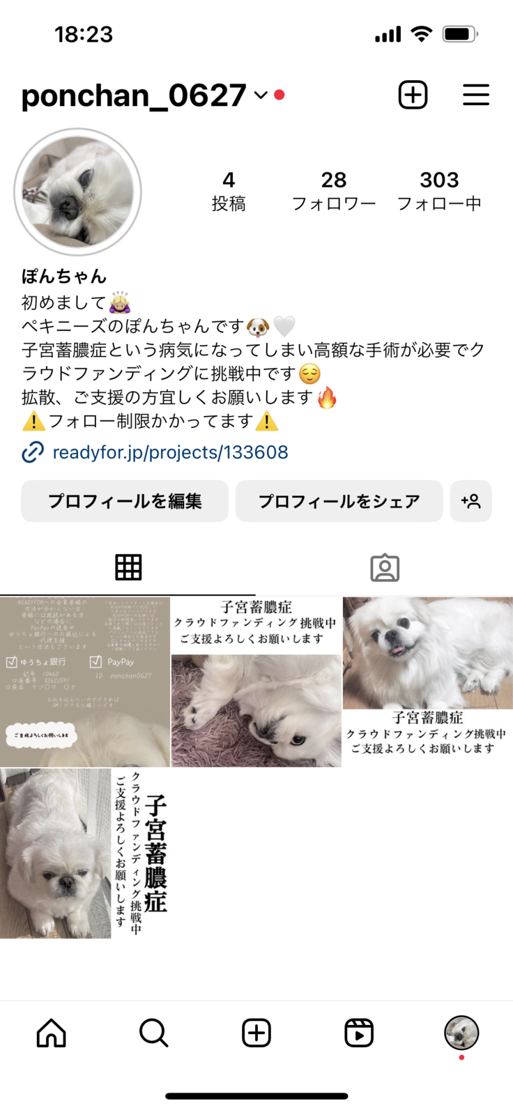 ぽんちゃんInstagram 【至急】子宮蓄膿症のぽんちゃんを助けてください