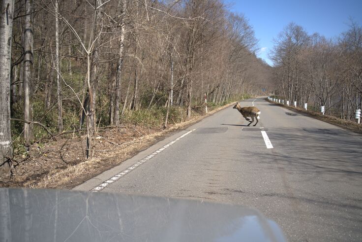 私たちが運転してる時に飛び出してきたエゾ鹿