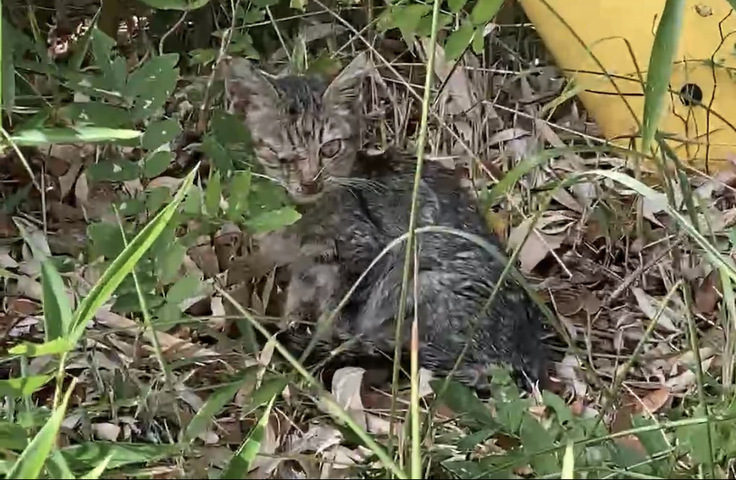 風邪ひきの子猫２