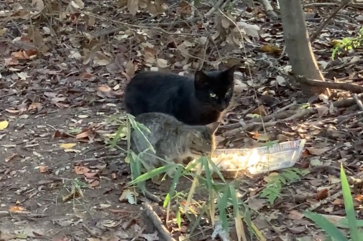 山のネコたち３