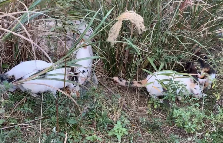 山のねこたち４