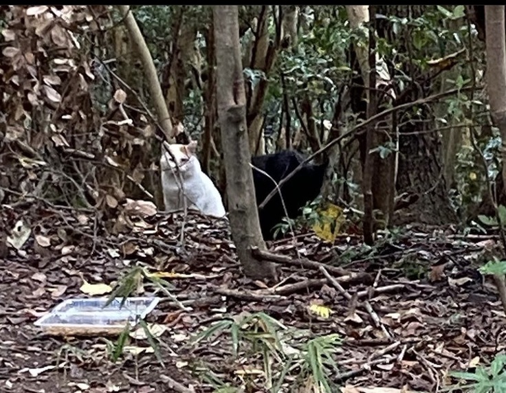 山のねこたち６