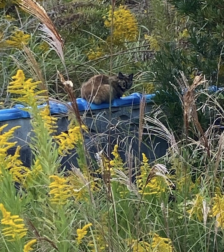 山のねこたち７