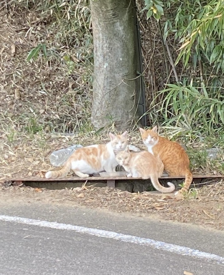 山のねこたち９