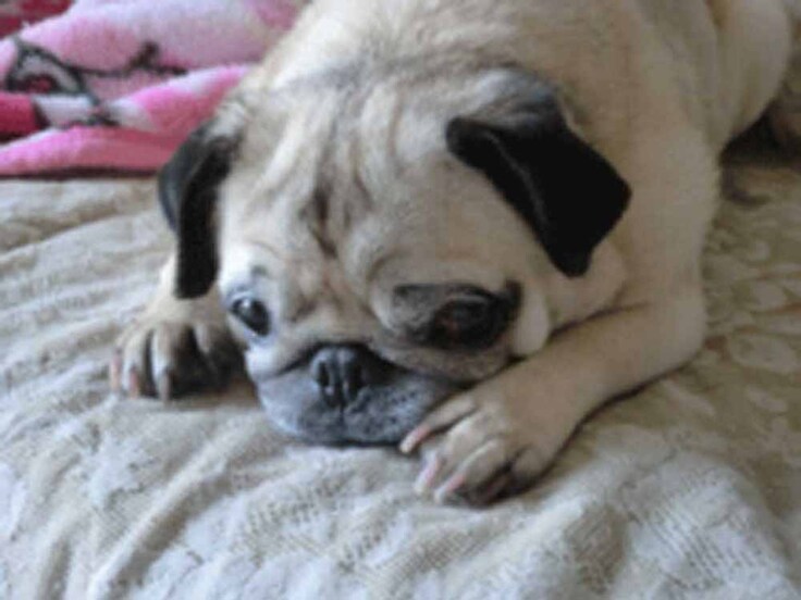 愛犬クーの晩年は目が見えなくなった