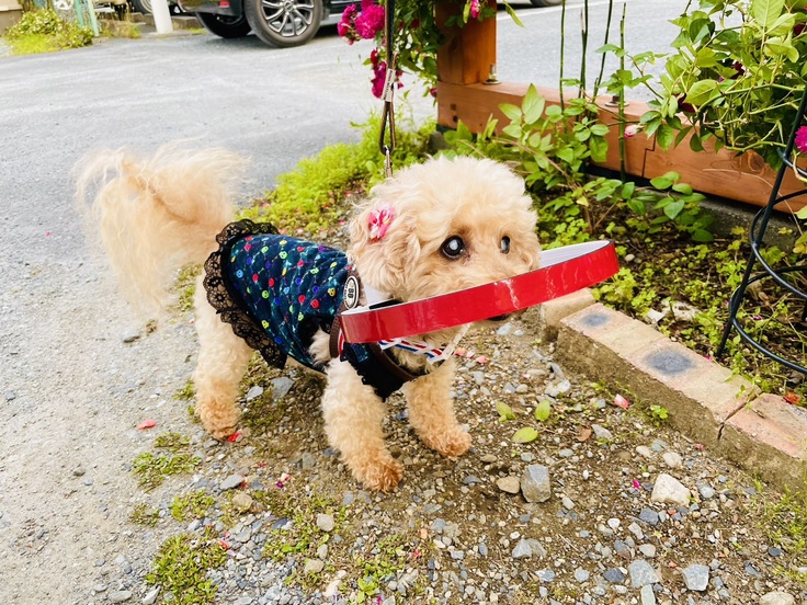 トイプードルのつぶあんちゃん