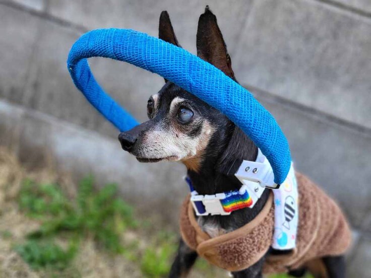 ミニチュアピンシャーのゼロちゃん