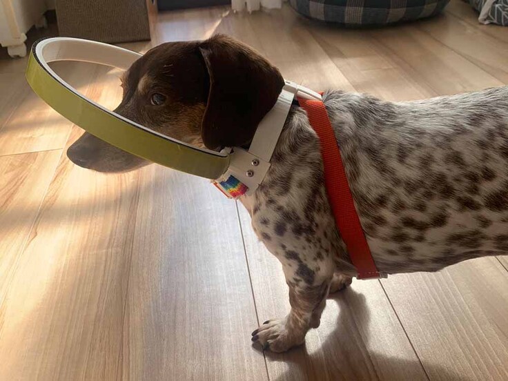 ミニチュアダックスのモカちゃん