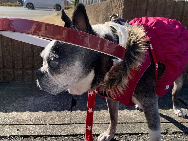 ボストンテリアのエコちゃん