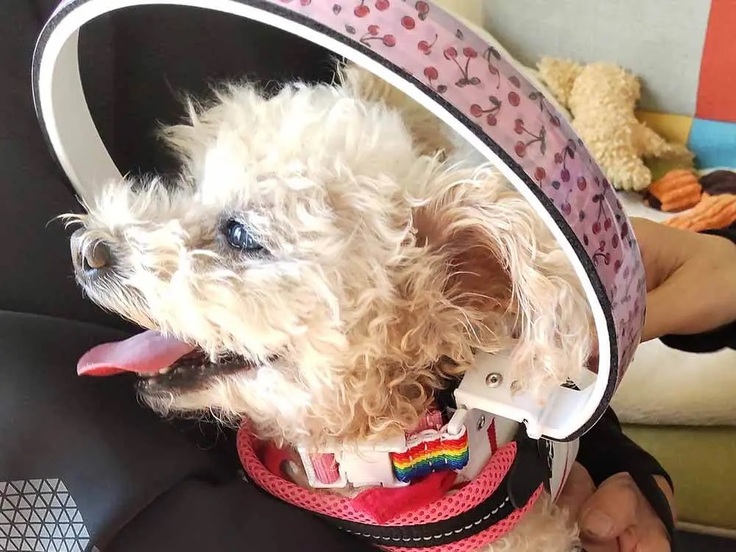 トイプードルのロージーちゃん