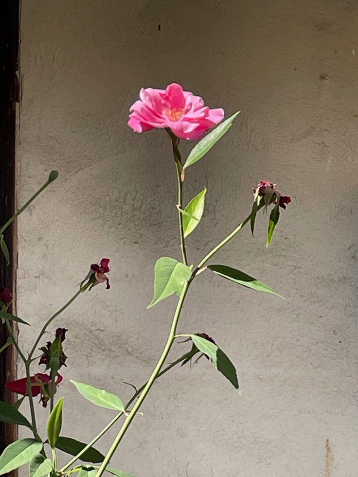 廉塾の庭に咲くミステリーローズ