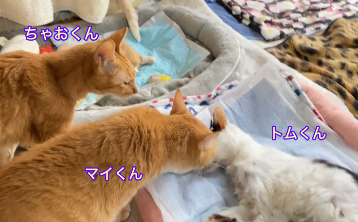 トムくんの最期を一緒に見守りました