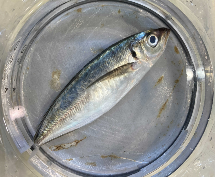 ラウンド魚（丸魚）に潜んでいるアニサキスの撃退 日本の生食文化を