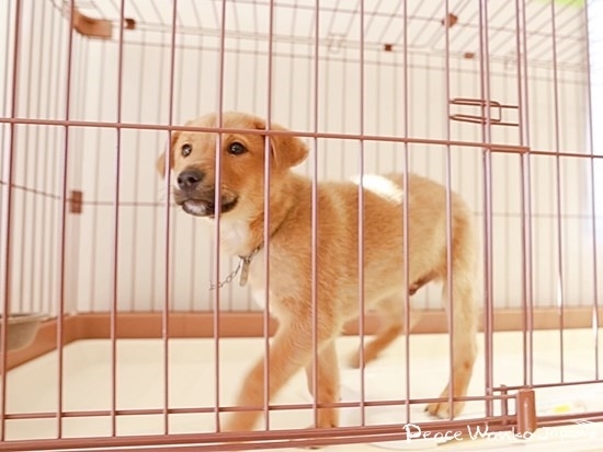 新しくなった広島県動物愛護センターに保護されている譲渡対象の子犬