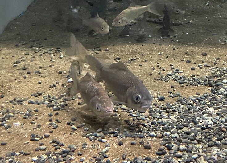 カイツブリ水槽のゲンゴロウブナ.JPG