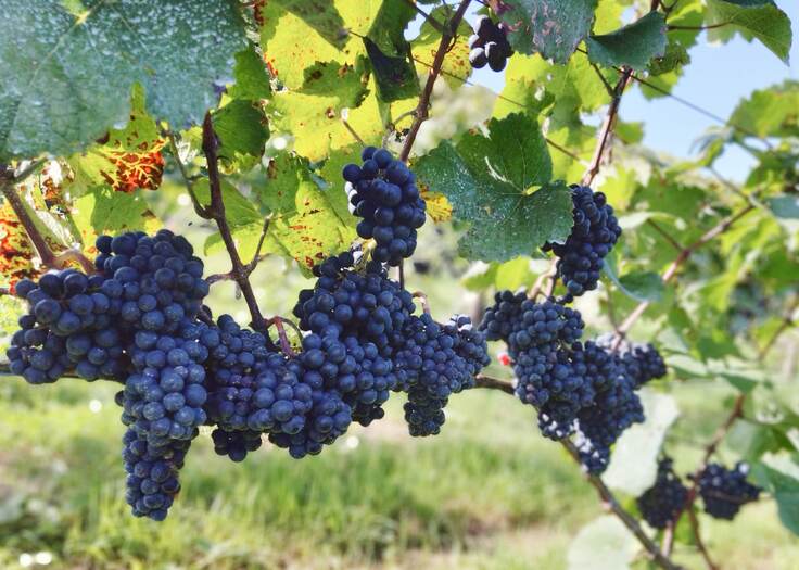 余市のワイン葡萄