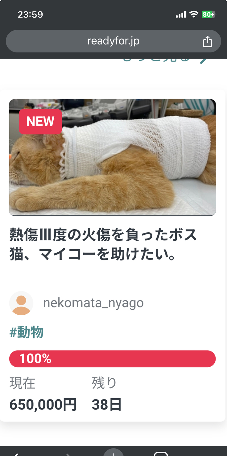 クラウドファンディング公開して、ちょうど48時間ジャストで目標達成金額100％になりました。 これも沢山の方々から、マイコーに温かい応援ならびにコメントを頂けたおかげです。  これで、安心してマイコーの皮膚移植手術を受ける事が出来ます。  心から感謝申しあげます。