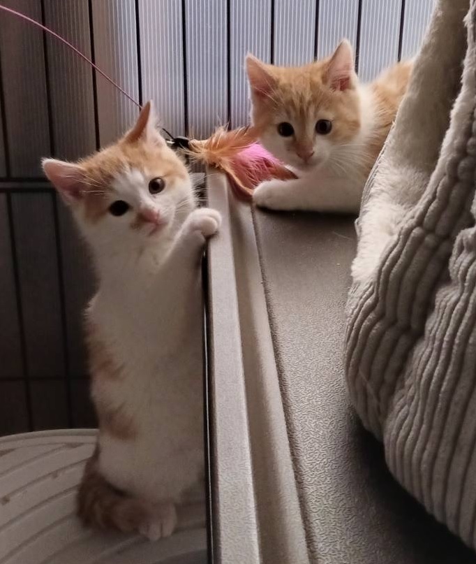 卒業したハッチとコッチの兄弟猫