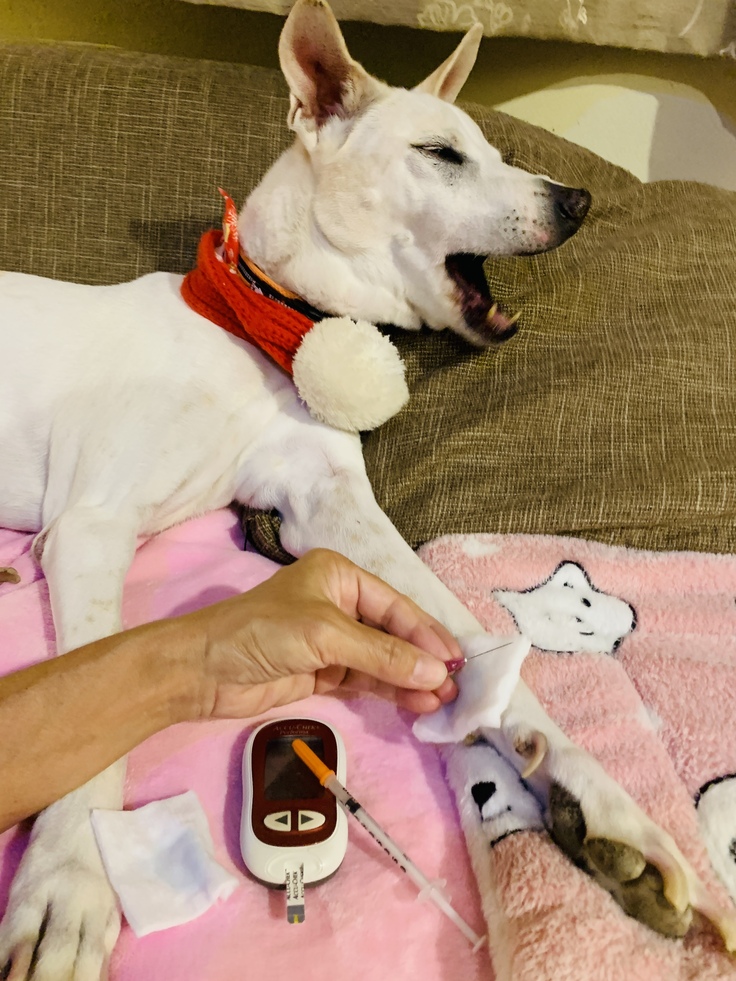 糖尿病1型でインスリンが必要な14歳ソムちゃん