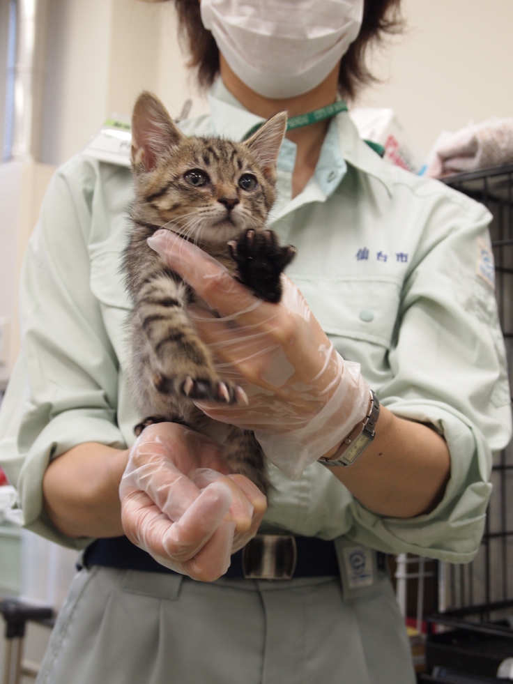 ３仙台市被災動物救護センター2011.07.jpg