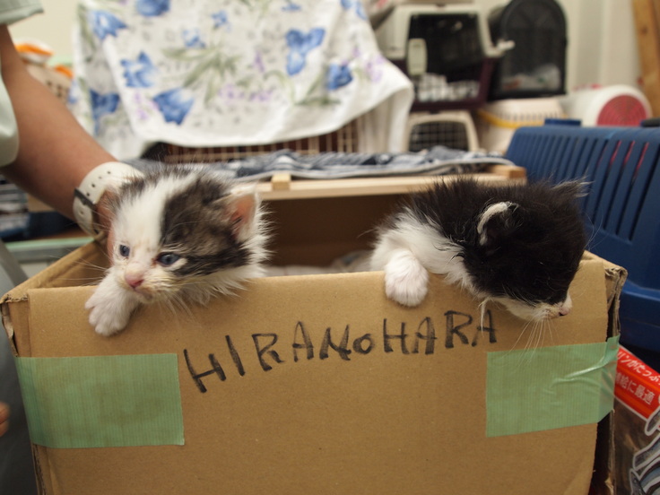 ２仙台市被災動物救護センター2011.07.JPG