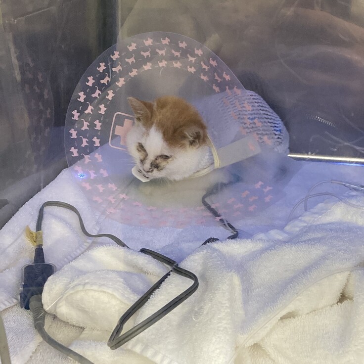 瀕死の状態で処置を乗り越えました。