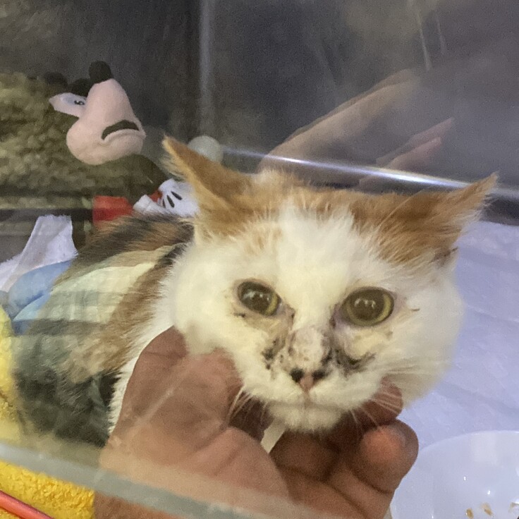 さみしい入院生活も頑張りました。